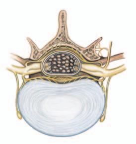 Tarefas e funções da coluna vertebral Estabilidade A coluna vertebral provê estabilidade para a cabeça e a parte superior do corpo e determina a postura.