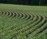 Seed Depth Keep Stand or Re-Plant Equipment Weed Control Program Fertility