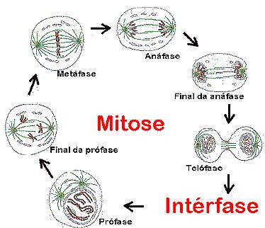 Prófase Fase de início (pro = antes) Características - Os cromossomos começam a ficar visíveis devido à espiralação DA CROMATINA.