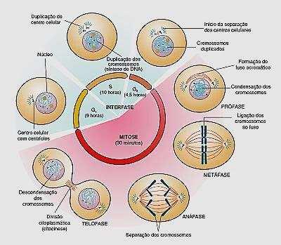 Mitose na Célula Vegetal X Mitose na Célula Animal Na mitose de células de vegetais superiores,