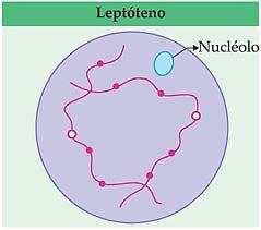 Meiose I (Primeira Divisão Meiótica) Prófase I É a etapa mais marcante da meiose.