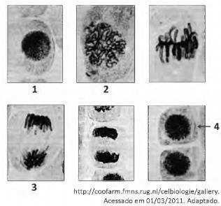 a) ocorre nos animais e não existe nos vegetais. b) depende de espermatozoides e óvulos. BIOLÓGICAS c) acarreta a formação de clones maternos e paternos.