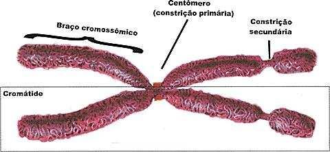 Classificação dos cromossomos em função da constrição primária e tamanho dos braços telocêntricos: possuem o centrômero em um das