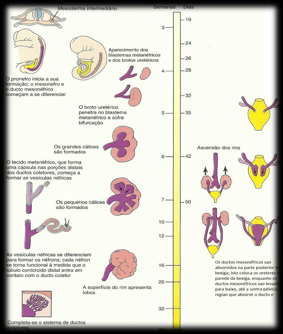 Figura 4 Esquema geral da