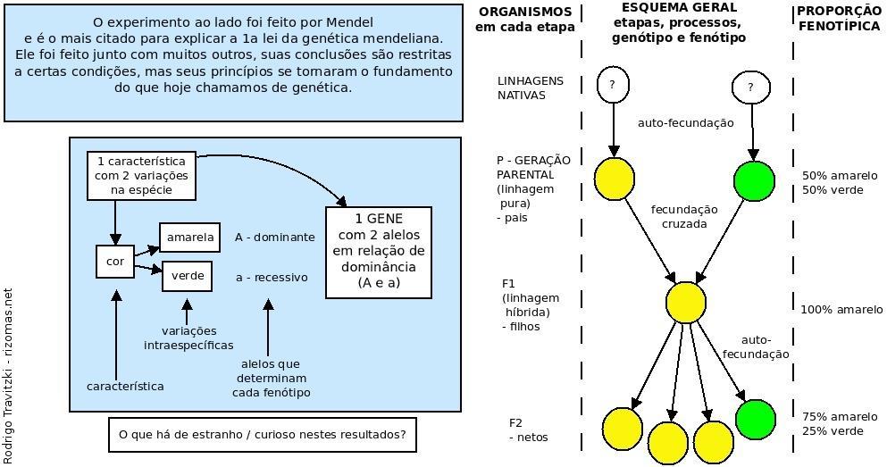 1a lei de