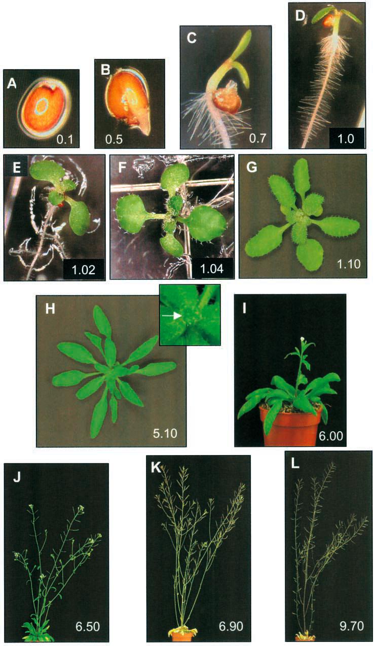 Arabidopsis post germination stages (sporophyte development) (Boyes et al. The Plant Cell, 2001) (A) STAGE 0.1, IMBIBITION. (B) STAGE 0.5, RADICLE EMERGENCE. (C) STAGE 0.