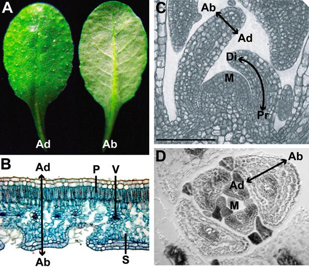 Polaridad e identidad en la hoja de Arabidopsis (Husbands et al.