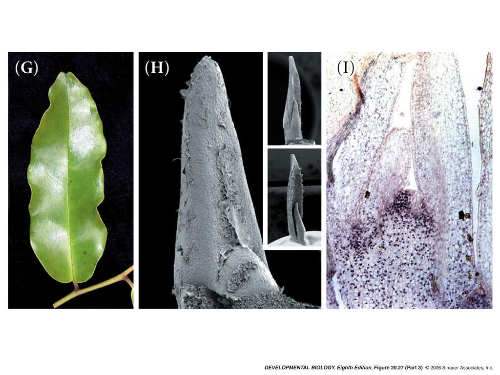 KNOX is known to occur in leaf primordia in species