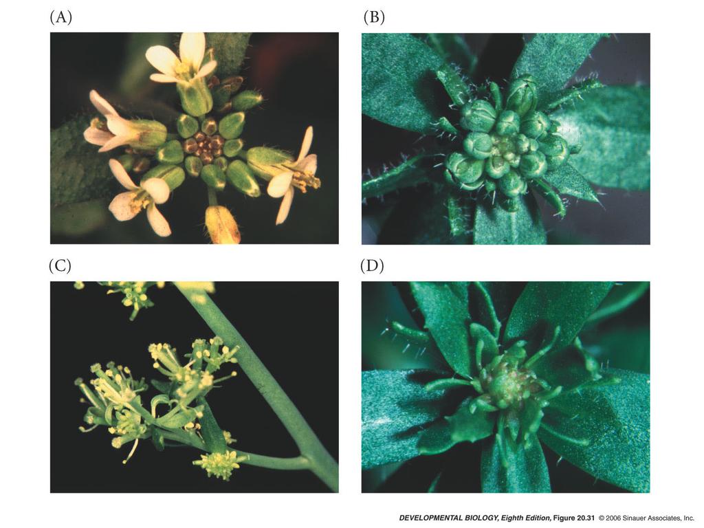 20.31 Floral meristem identity mutants Modelo