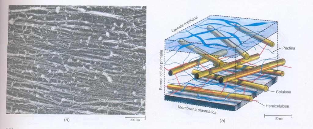 CONSTITUINTES DA PAREDE CELULAR a) CELULOSE: é constituída por numerosos monômeros de glicose, estruturada por enzimas situadas na membrana plasmática (complexo enzimático).