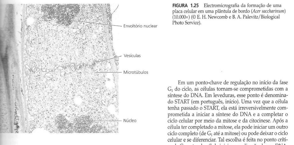 PAREDE CELULAR - ESTRUTURA a) LAMELA MÉDIA é uma camada rica em