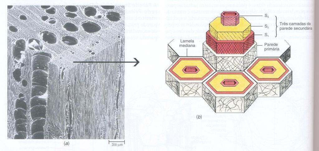 c) PAREDE CELULAR SECUNDÁRIA - Quando presente é depositada pelo protoplasto da célula sobre a superfície mais interna da parede primária.