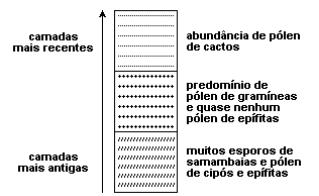 2. A análise de esporos de samambaias e de pólen fossilizados contidos em sedimentos pode fornecer pistas sobre as formações vegetais de outras épocas.