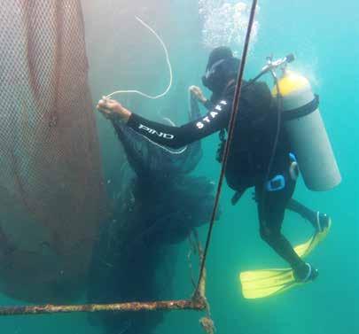 Maricultura sustentável inteiros, frescos no gelo. O preço, dependendo da disponibilidade de produção, varia entre R$35,00 e R$45,00 o quilo do peixe inteiro.