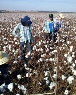 25 3.3 Caracterização da área Antes da passagem da colhedora, dentro de uma demarcação com área conhecida de 4,5 m² (5,0 x 0,90 m), foram quantificadas algumas características agronômicas da área