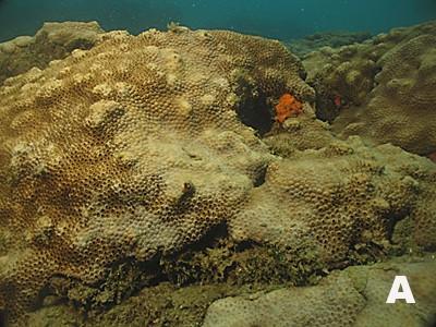 07 A) Tapetes de Zoantídeos; B) Colonias de coral Mussismilia; C) Branqueamento.