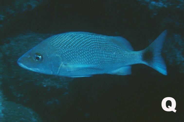 Coryphopterus thrix