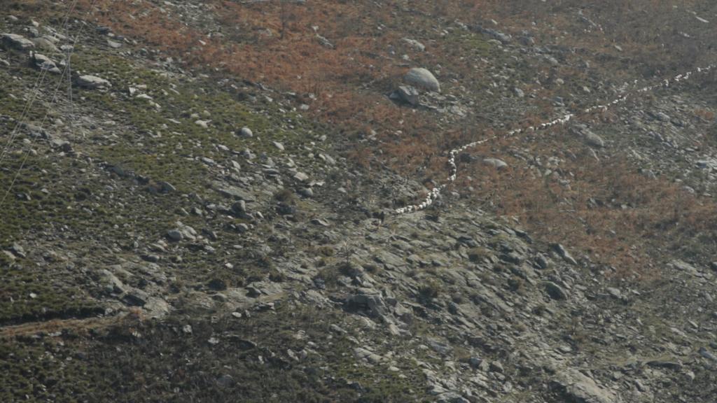 CINZAS, ENSAIO SOBRE O FOGO Portugal, 2012, DOC, HD, Cor, 18 Realizador: Pedro Flores Sinopse: Cubalhão, Gerês. Os dias nascem com o fogo e morrem com ele.