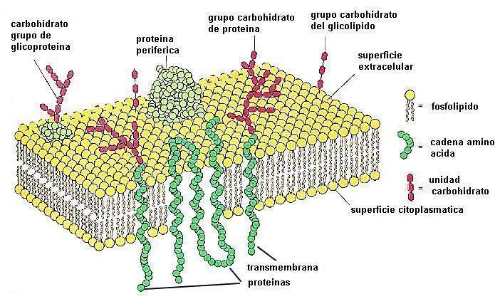 ph 7,0 ph intracelular dos