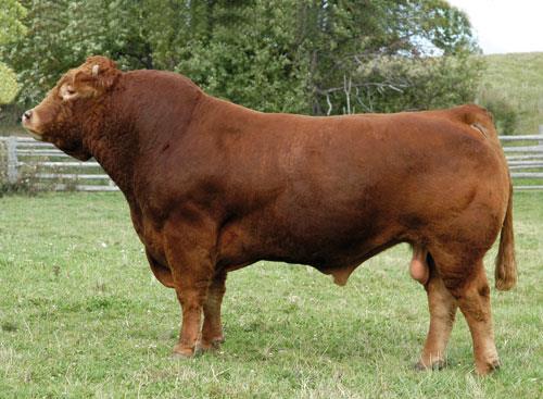 Bos taurus taurus Raças Continentais Limousin Origem: França Pelagem baia escura