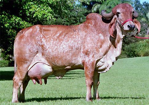 Opção de cruzamento com a raça holandês para produção