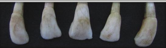 pigmentação de refrigerante à base de cola. BERNARDINO, Raissa Figura 3 - Aspecto superficial dos dentes bovinos após imersão em refrigerante.