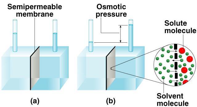 Propriedades Coligativas Osmose Deslocamento de solvente - Concentração Concentração Membranas semipermeáveis passagem seletiva!