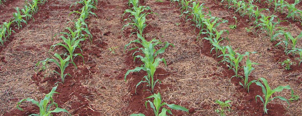 01 Manejo da Adubação do Milho Safrinha Introdução Manejar adequadamente as adubações envolve um complexo processo de tomada de decisão, onde estão envolvidas as características do solo e da planta,