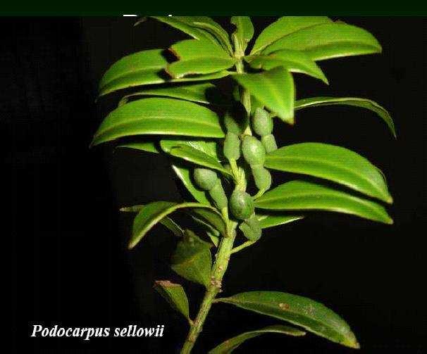Podocarpus sellowii e Podocarpus labertii