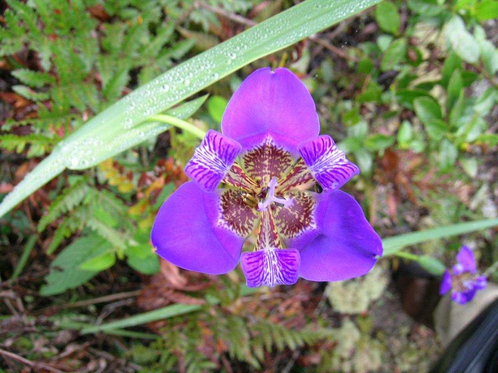 Angiospermas maior grupo de