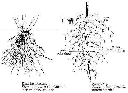 A raiz Primeira estrutura que emerge da semente Funções: absorção