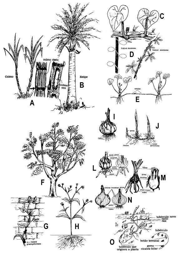 Tipos de caule: A-H: Aéreos A. colmo cheio e oco; B. estipe; C. sarmentoso; D. volúvel; E. estolão; F. tronco; G. trepador; H.