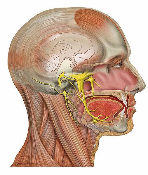 A dor é frequentemente desencadeada por estímulos triviais como lavar-se, barbear-se, fumar, comer, escovar os dentes, ou pode ocorrer espontaneamente Mais de um ramo