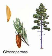 Equisetíneas: Equisetum ou cavalinha Psilotopsida: Psilotum Botânica Mecanismo de dispersão dos esporos: A importância das pteridófitas Em comparação com as plantas com sementes, as pteridófitas