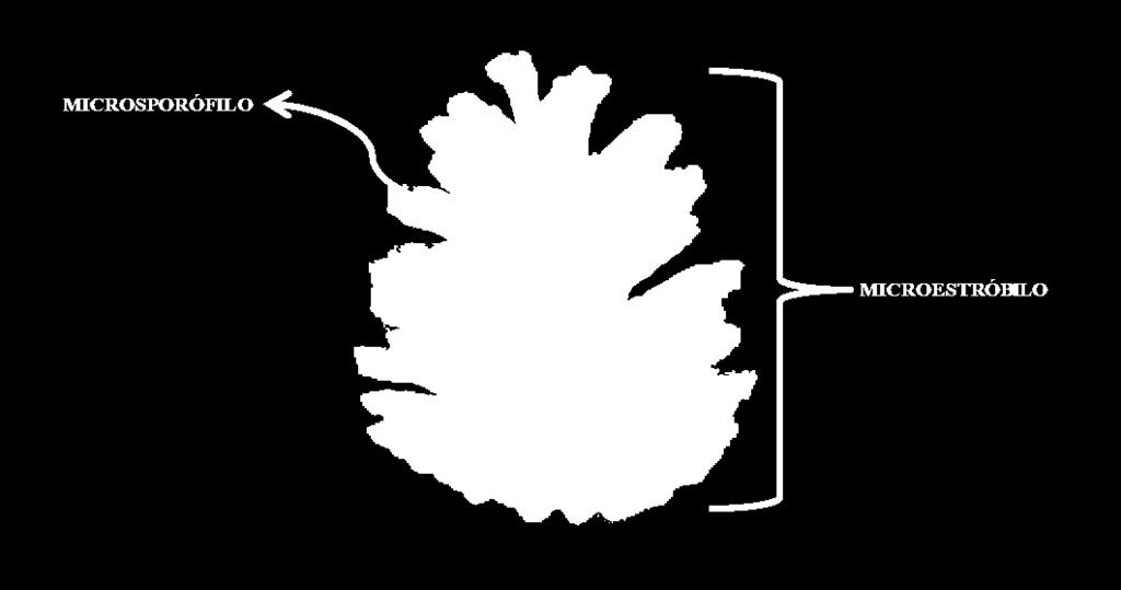 O megásporo funcional (n) origina o saco embrionário ou gametófito feminino (n). o gametófito feminino (n) possui arquegônio que produz oosfera (n).