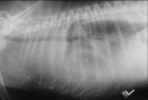 Peritoneografia positiva 2ml/ kg - iodado Silhueta cardíaca