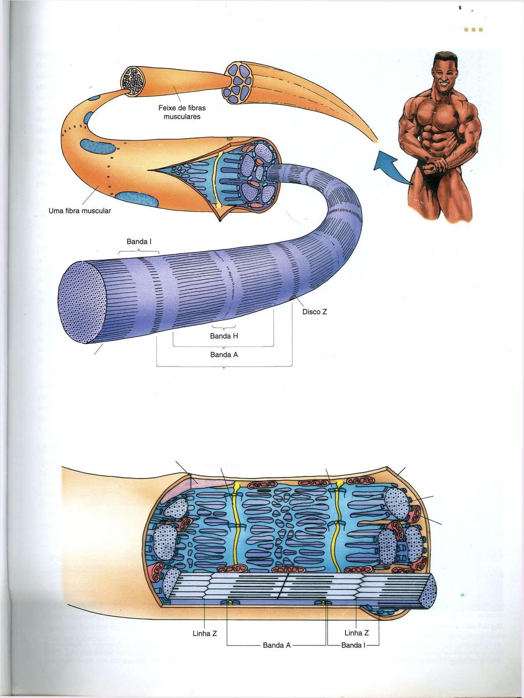 Músculo 131 Uma miofibrila Sarcômero Fig. 8.4 Diagrama da organização das miofibrilas e sarcômeros de uma célula de músculo esquelético.