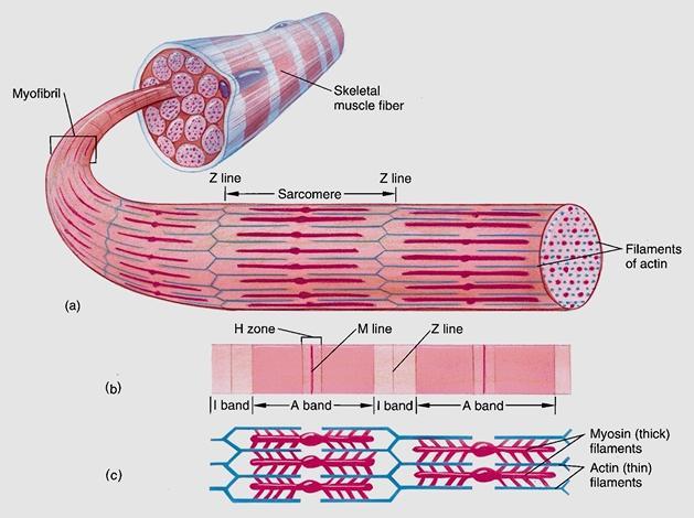 Miofibrila Fibra