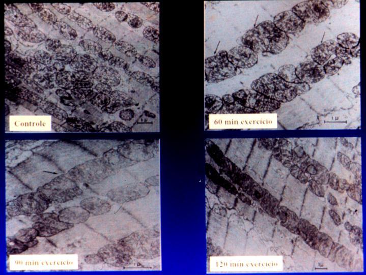 Mithocondrias Cardiac Wistar rats after swimming training