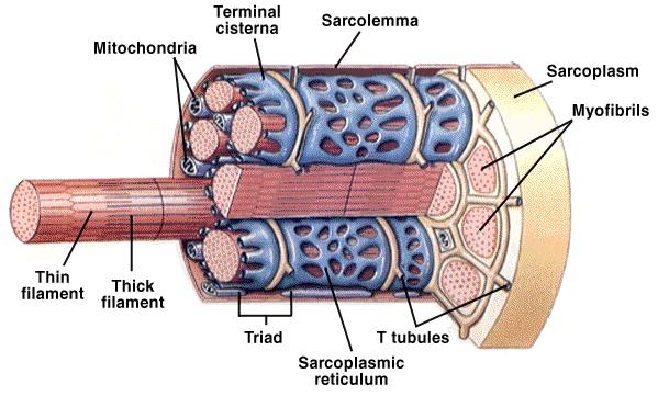 Fibra muscular Miofibrila (