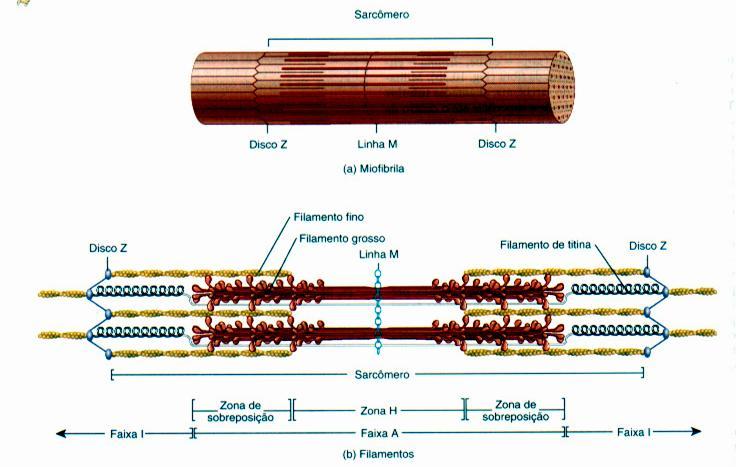 As miofibrilas contêm dois