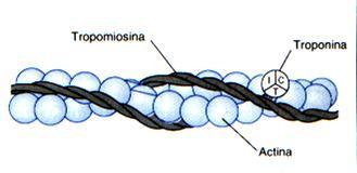 Miosina S2 S1 Filamentos
