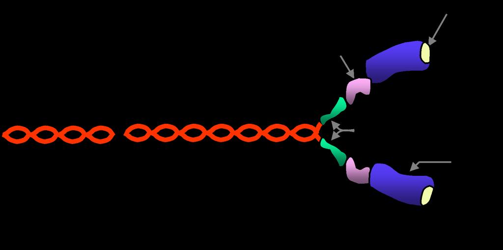 Miosina: A molécula de miosina tem aproximadamente 170 nm de comprimento e