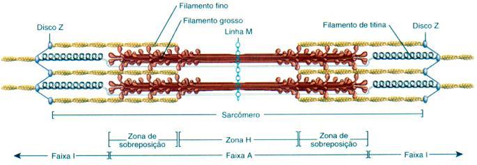 Filamento Grosso Filamento de Titina Titina: PM ~ 3.000 Kda estende-se da linha Z à linha M.