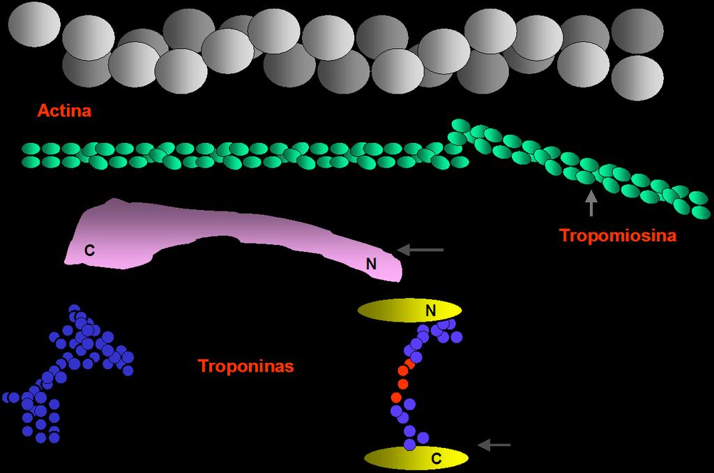 Miofilamento: Actina.