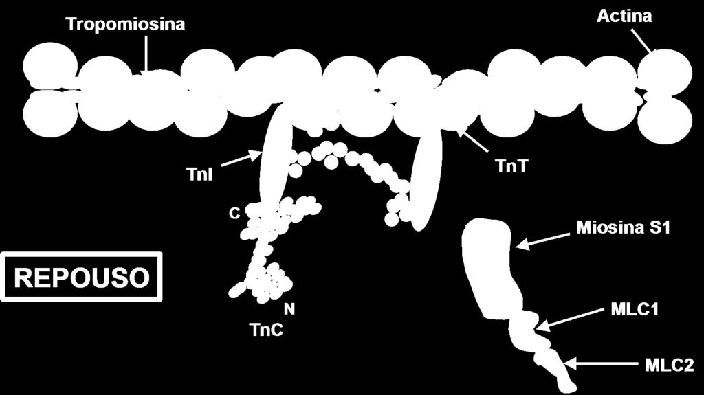 No repouso: o terminal C da TnI está ligado à actina, desta forma, ancorando o complexo
