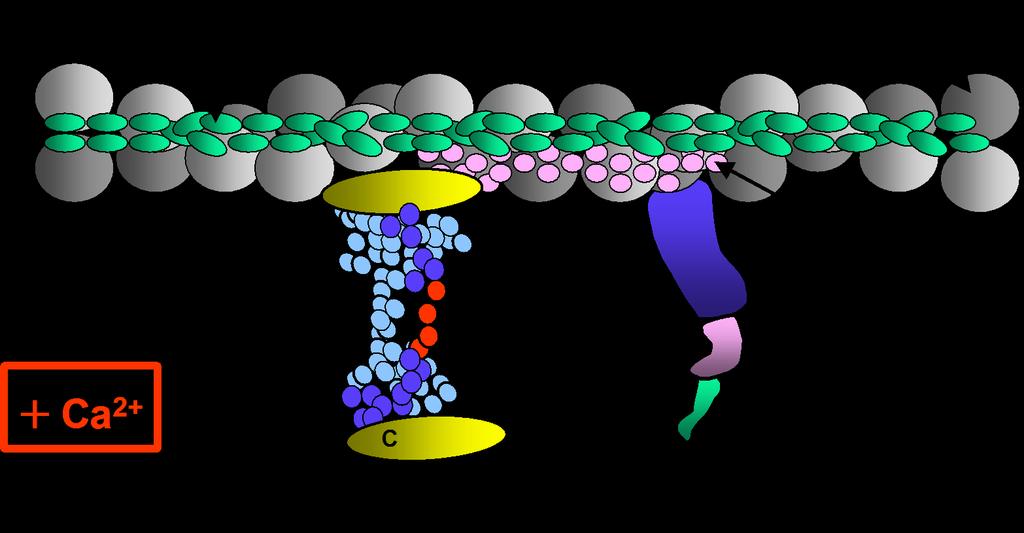Em presença de Ca 2+ : Quando o Ca 2+ se liga ao terminal amino da TnC, esta região se liga fortemente ao terminal carboxil da TnI, a qual se desloca da actina permitindo que o complexo TnT-Tm se