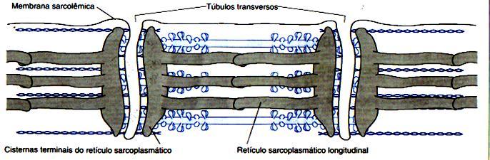 Retículo