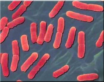 Escherichi coli