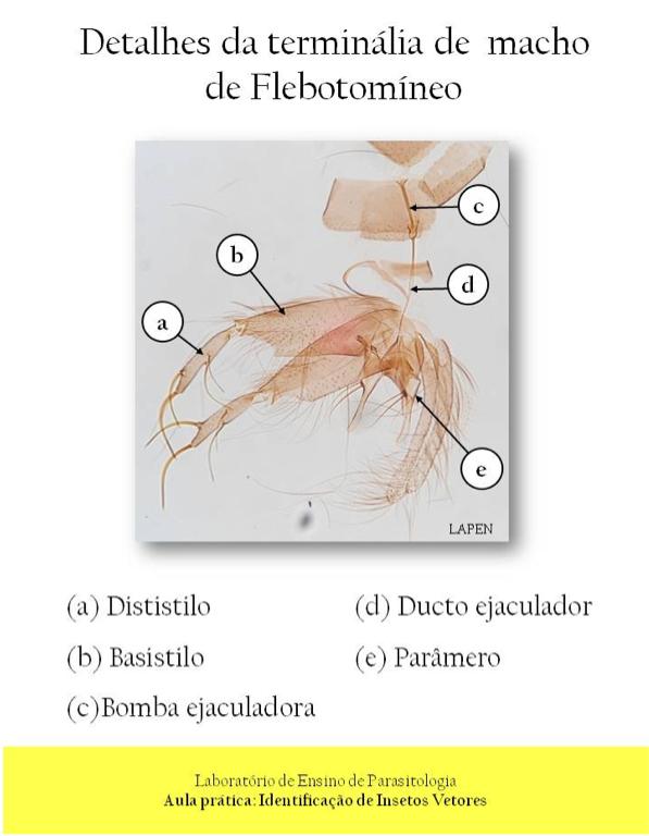 imagens reais das pranchas, e não apenas por palavras e desenhos dos professores.